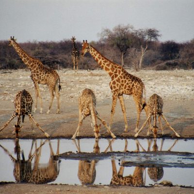 Namibia 2000 22001